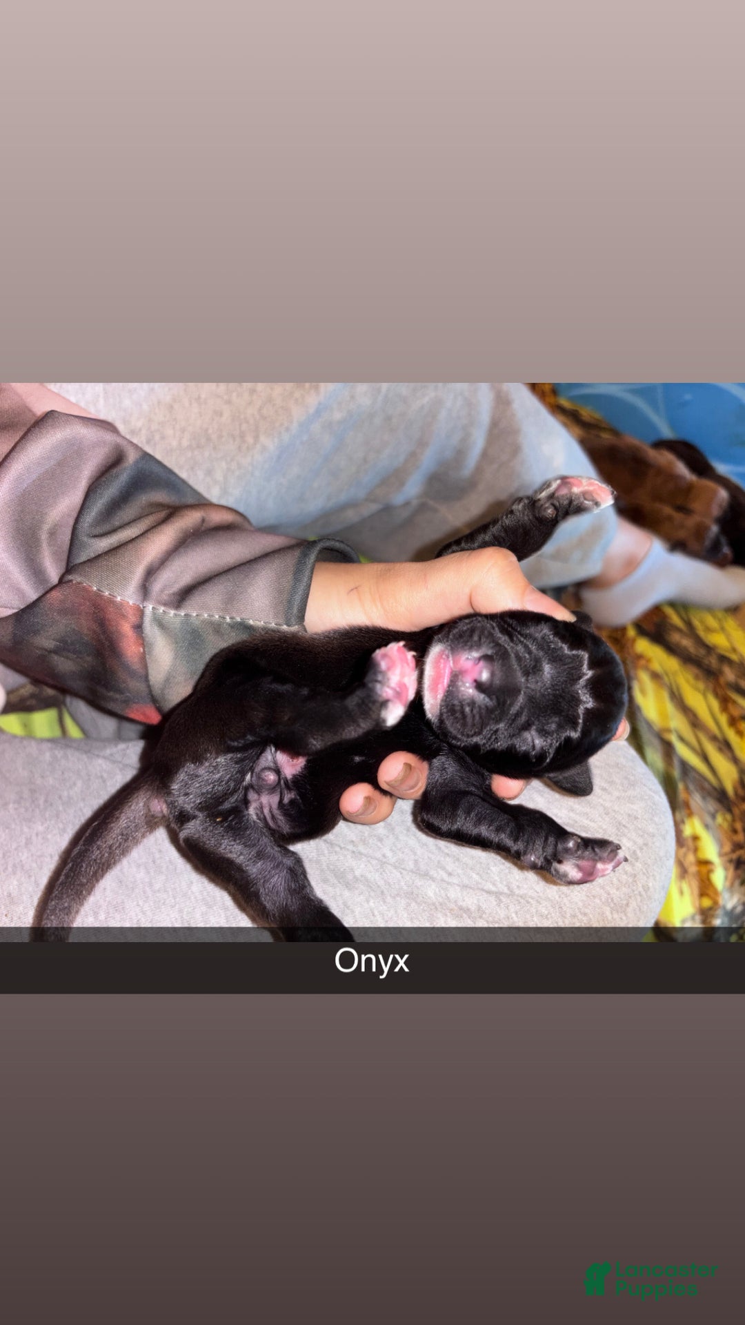 Mixed Breed dogs for sale: Onyx - Ad 3