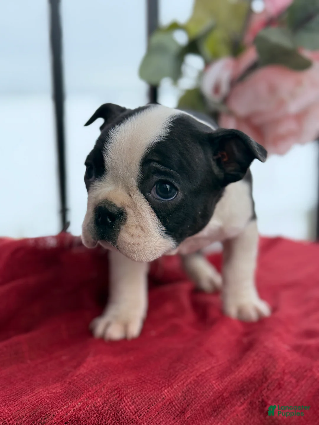 Boston Terrier dogs for sale: Titus - Ad 2