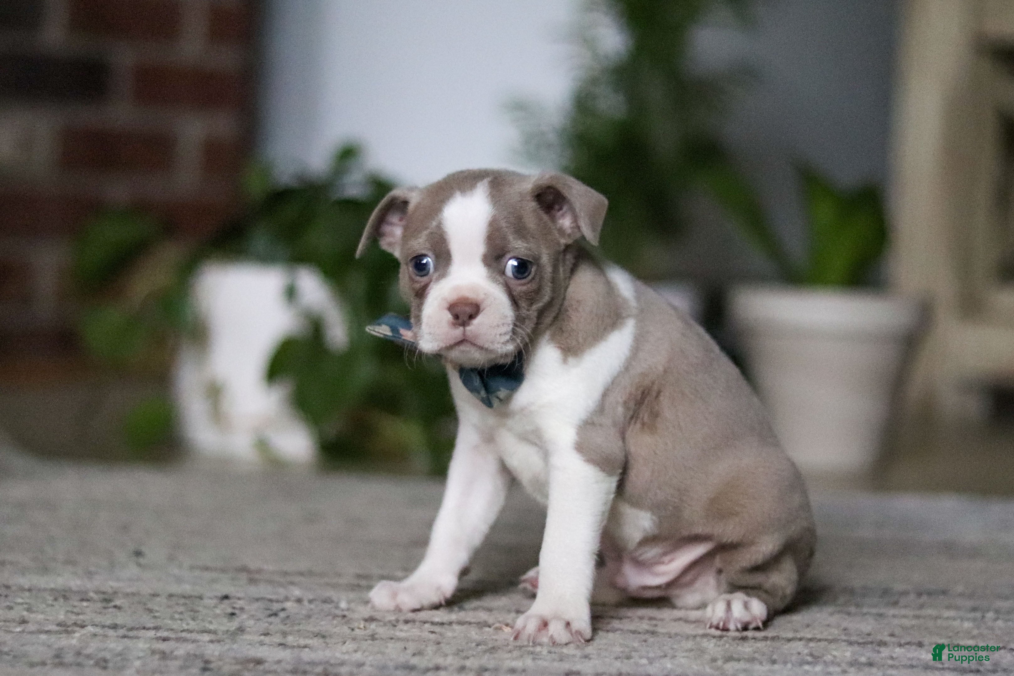 Boston Terrier dogs Riley - Ad 2