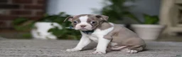 Boston Terrier dogs for sale: Riley - Ad 2