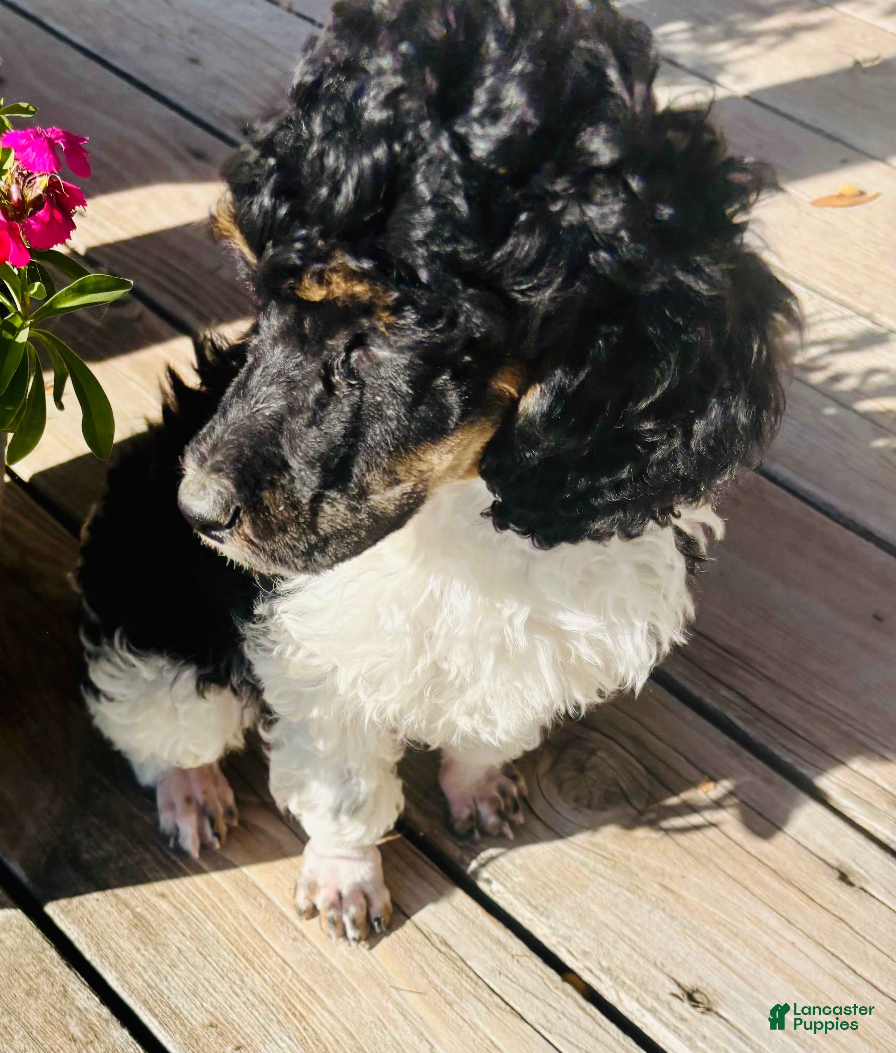 Standard Poodle dogs Standard Poodle 3 Black Tri - Ad 1