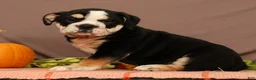 Beabull dogs for sale: Winston - Ad 3