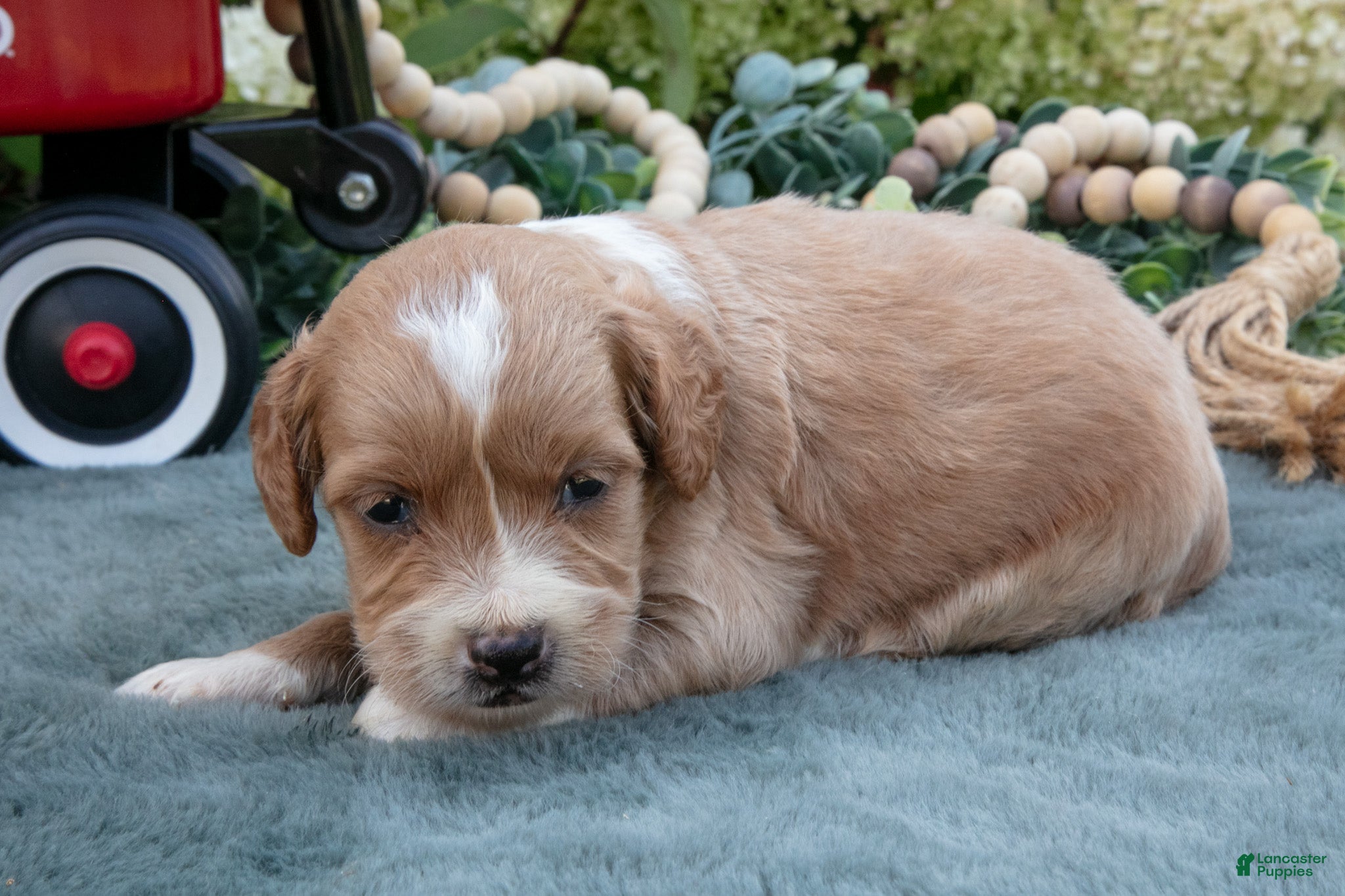 Mini Goldendoodle dogs Boots - Ad 2