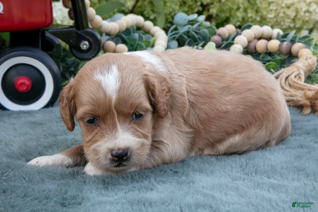 Mini Goldendoodle dogs for sale: Boots - Ad 2