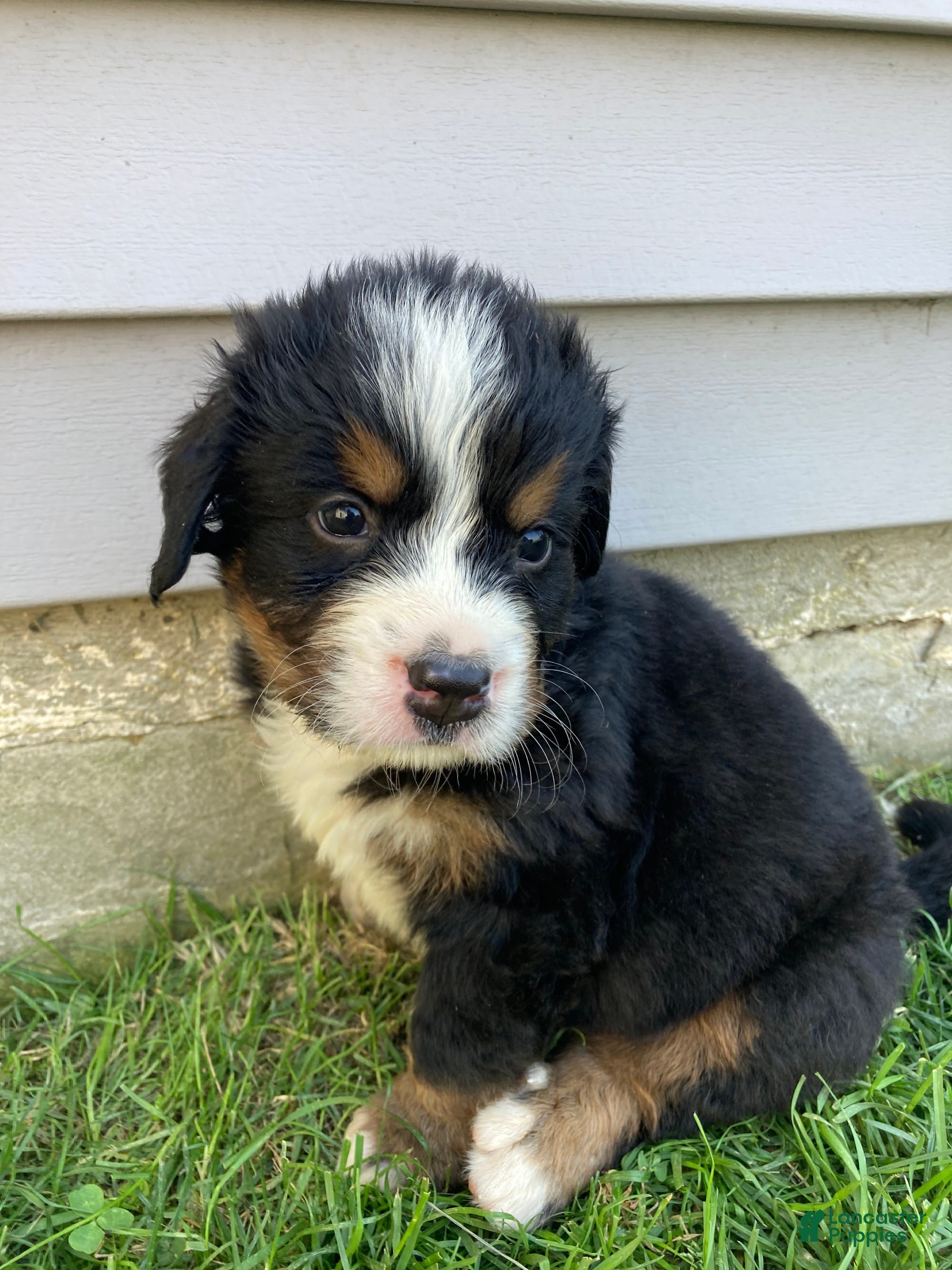 Bernese Mountain Dog dogs Smudge - Ad 1