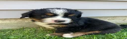 Bernese Mountain Dog dogs for sale: Smudge - Ad 6