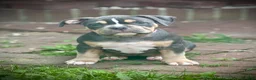 American Bully dogs for sale: Duchess - Ad 4
