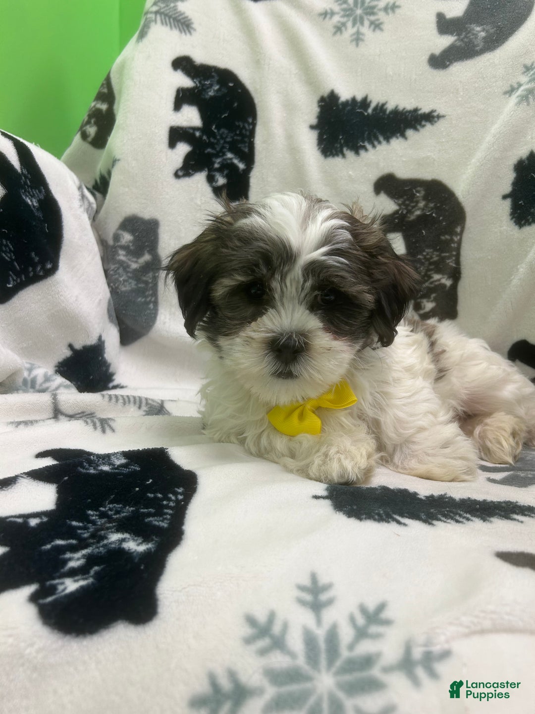 Teddy Bear dogs for sale: Sammy  - Ad 1