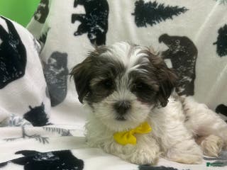 Teddy Bear dogs Sammy - Ad 42