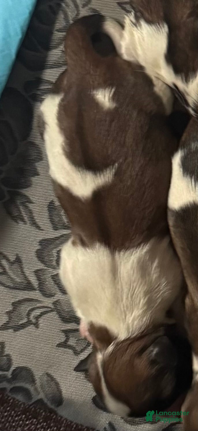 Mixed Breed dogs Teddy Bear Puppy 4 - Ad 2