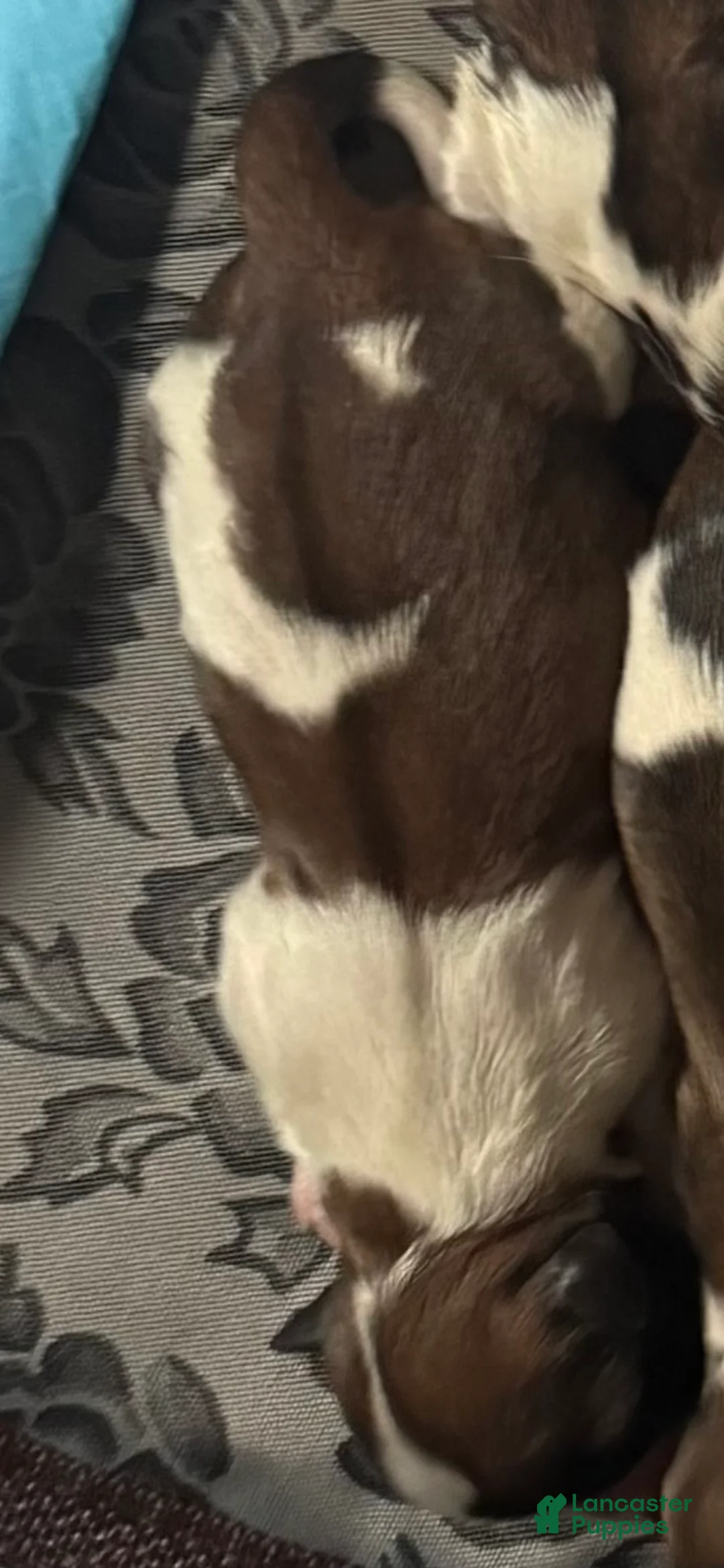 Mixed Breed dogs for sale: Teddy Bear Puppy 4 - Ad 2