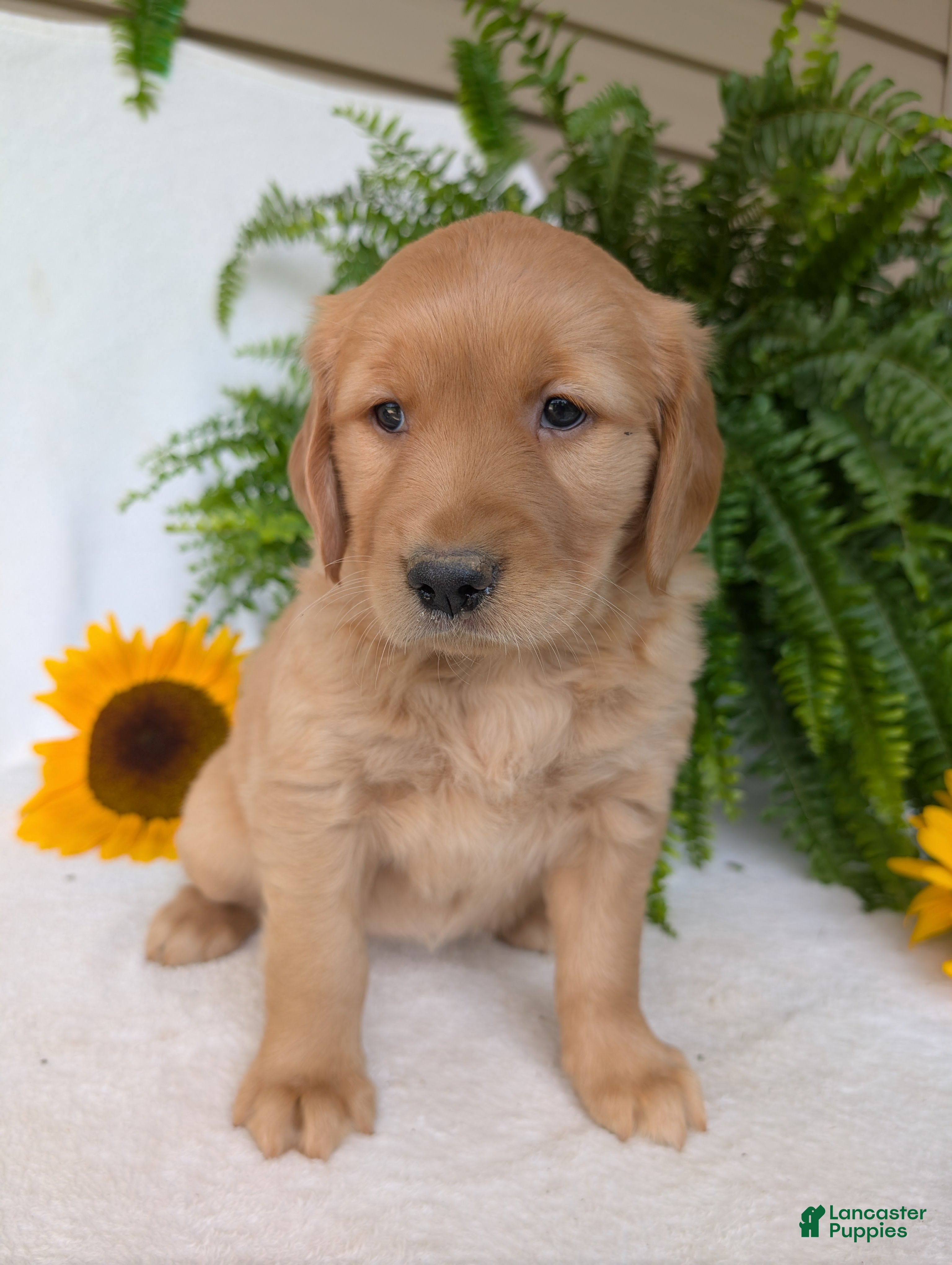 Golden Retriever dogs Indy - Ad 1