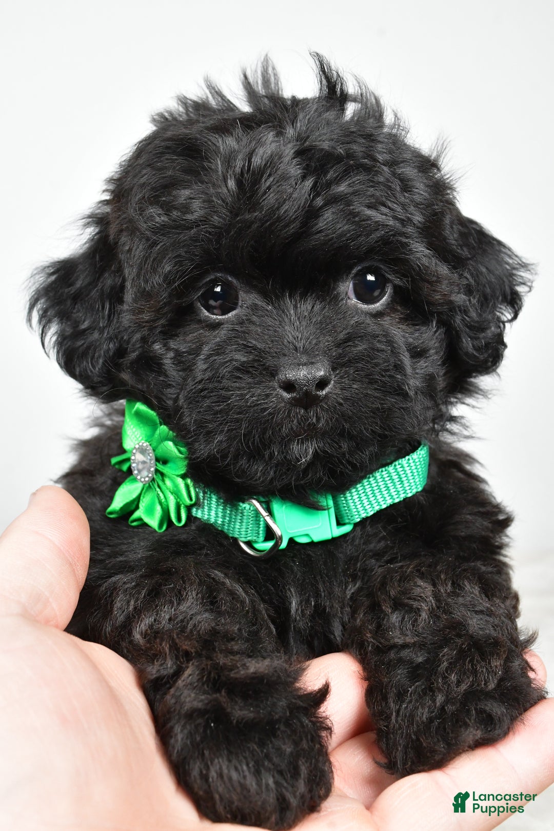 Shihpoo dogs for sale: Ivory - Ad 1