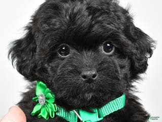 Shihpoo dogs Ivory - Ad 29