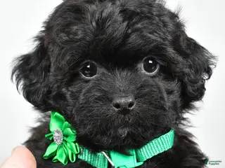 Shihpoo dogs Ivory - Ad 23