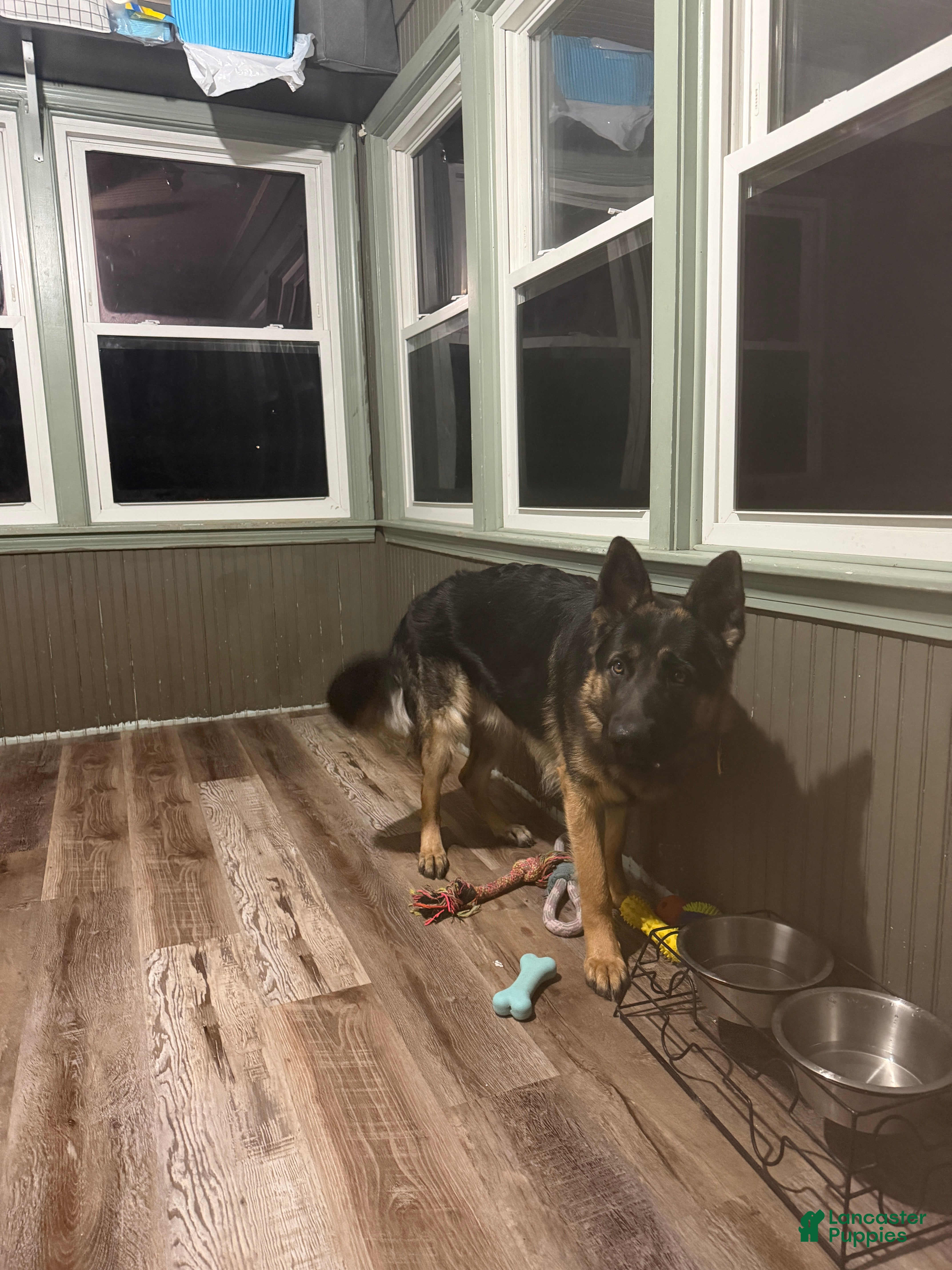 German Shepherd dogs Milo - Ad 8