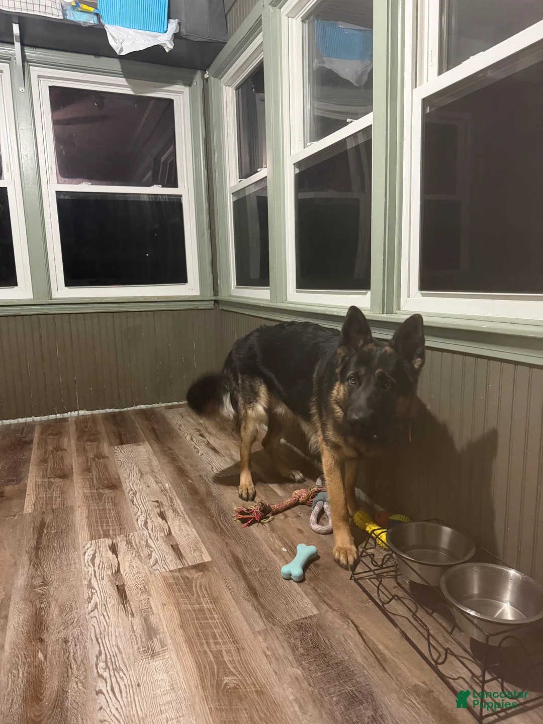 German Shepherd dogs for sale: Milo - Ad 1