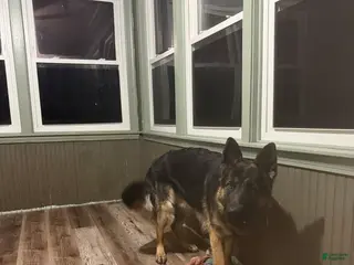 German Shepherd dogs Milo - Ad 8