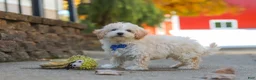 Maltipoo dogs for sale: Koda - Ad 8