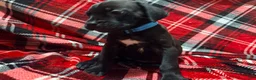 Cane Corso dogs for sale: Rufus AKC blue collar - Ad 4