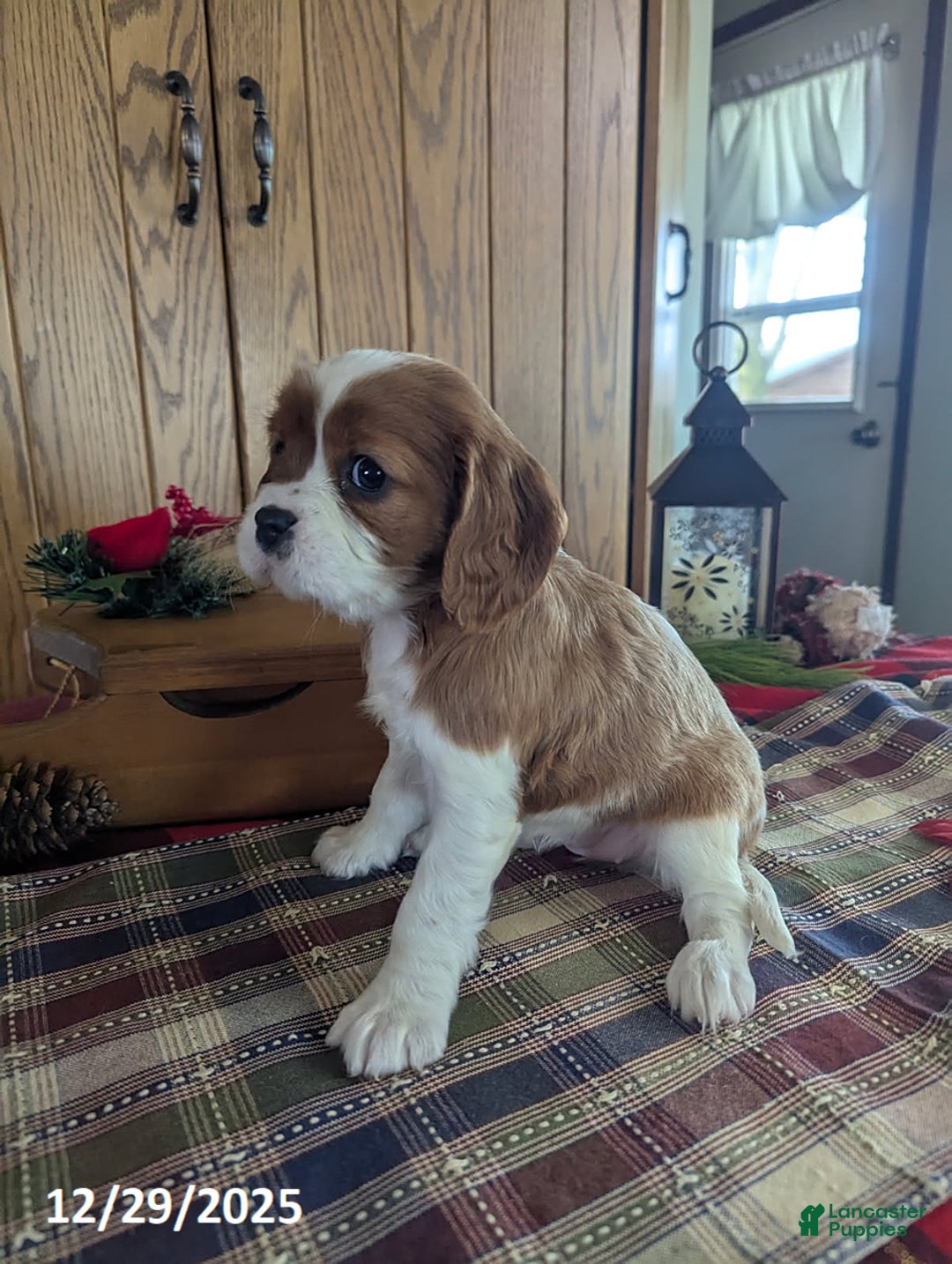 Cavalier King Charles Spaniel dogs for sale: Lisa - Ad 4