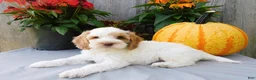 Cockapoo dogs for sale: Jade - Ad 6