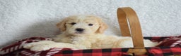 Goldendoodle dogs for sale: Goldendoodle Puppy 1 - Ad 6