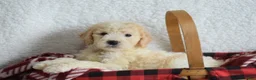 Goldendoodle dogs for sale: Goldendoodle Puppy 8 - Ad 9