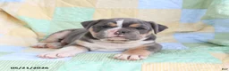 Olde English Bulldogge dogs for sale: Tex  - Ad 3