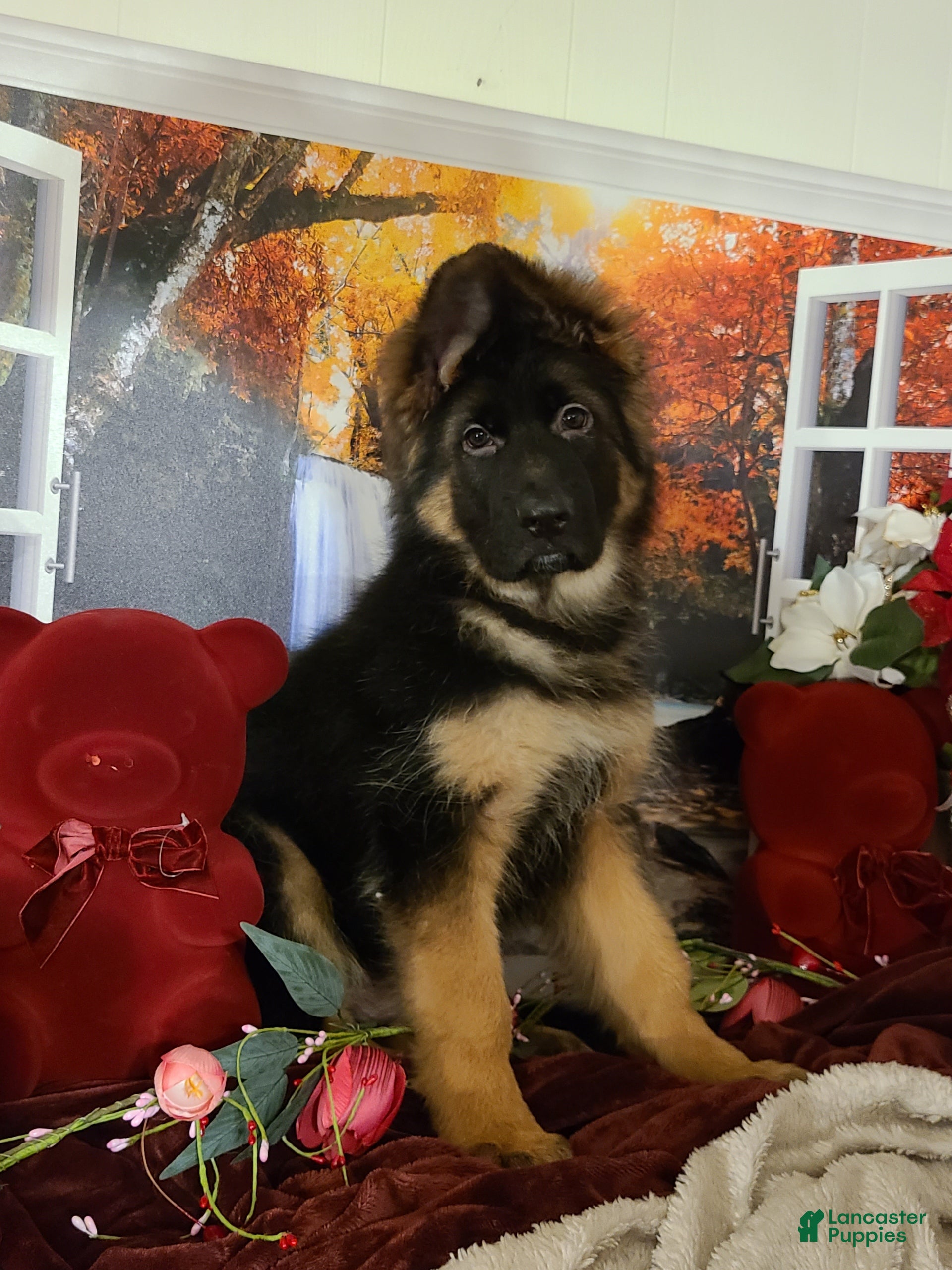 German Shepherd dogs Buddy  - Ad 24