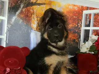 German Shepherd dogs Buddy - Ad 24