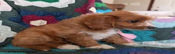 Mixed Breed dogs for sale: Milo - Ad 2