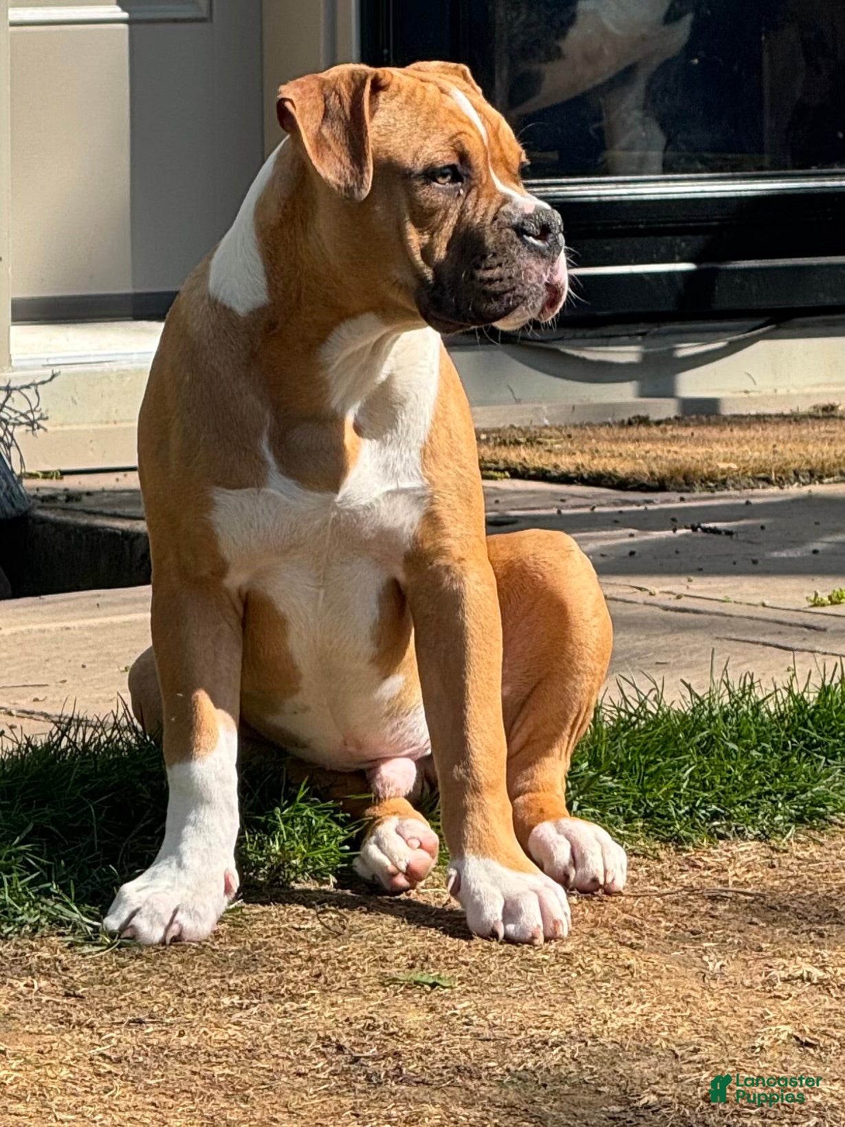 Alapaha Blue Blood Bulldog dogs BEA Riot - Ad 1