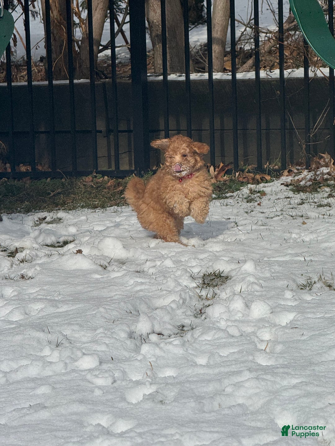 Miniature Poodle dogs for sale: Miniature Poodle Poppy - Ad 7