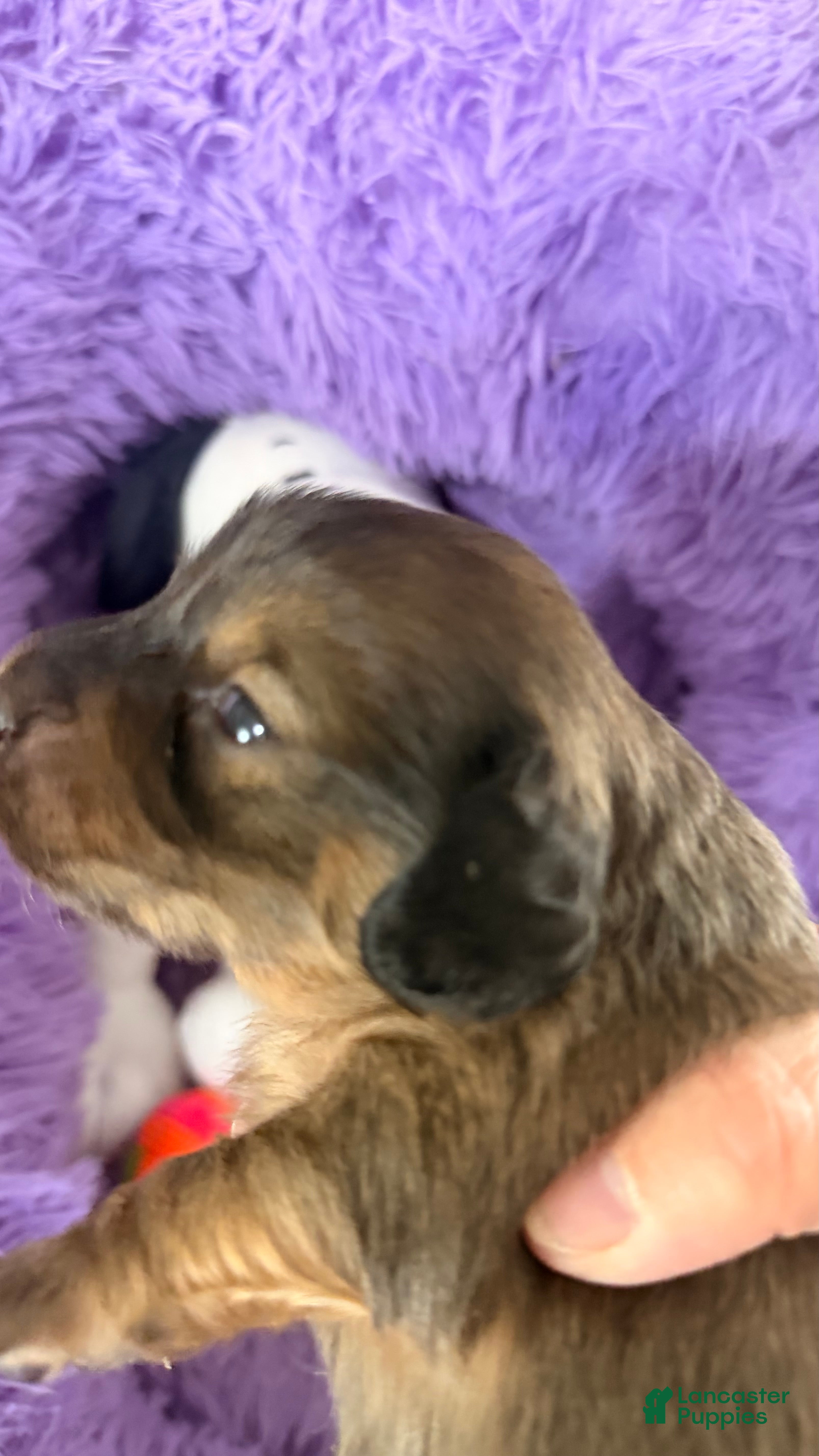 Dachshund dogs Dachshund 5 - Ad 1