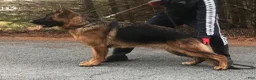 German Shepherd dogs for sale: German Shepherd Blue Collar Male Pick of Liter! - Ad 11