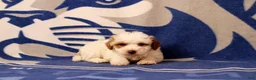 Toy Poodle dogs for sale: Fisher - Ad 3