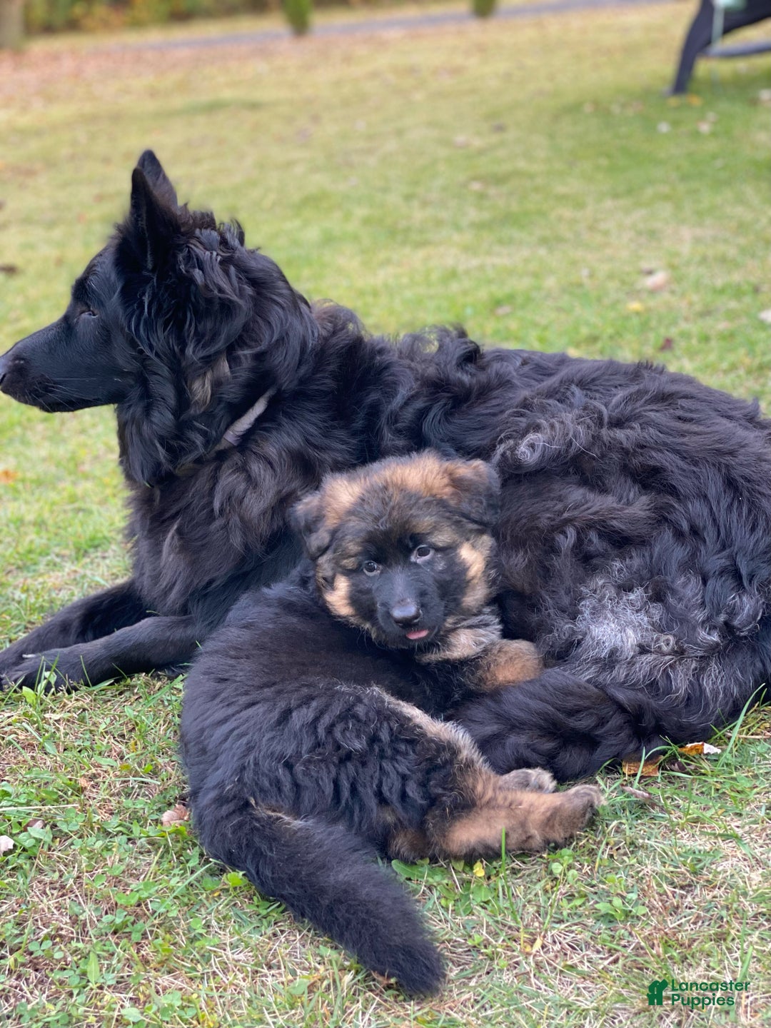 German Shepherd dogs for sale: German Shepherd Puppy 1 - Ad 3