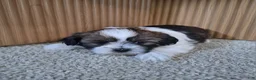 Shih Tzu dogs for sale: Layla  - Ad 4