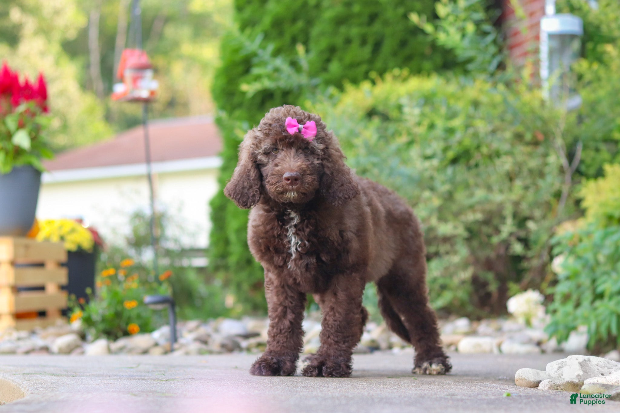 Newfypoo dogs Cherri - Ad 2