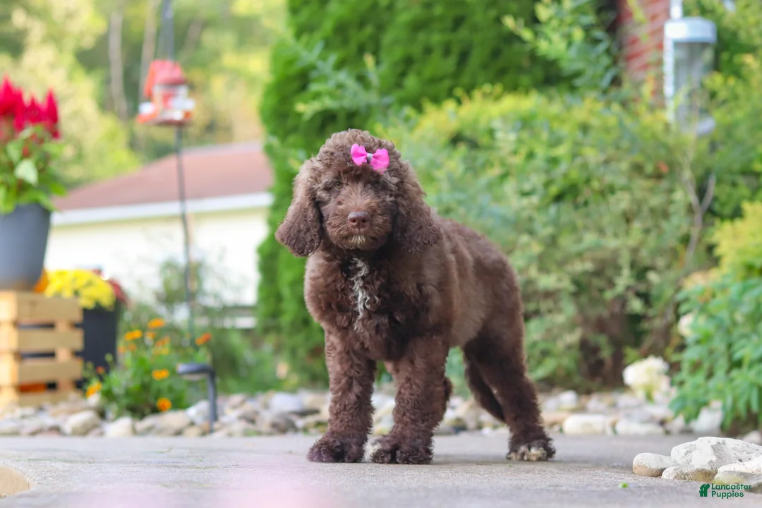 Newfypoo dogs for sale: Cherri - Ad 2