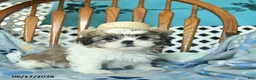 Shih Tzu dogs for sale: Sprinkle   - Ad 4