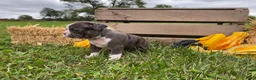 Boston Terrier dogs for sale: Gem - Ad 7