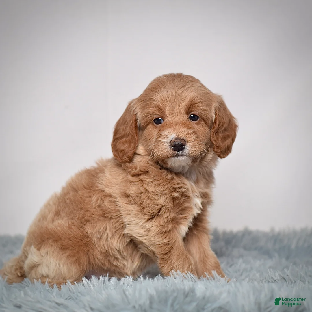 Mini Goldendoodle dogs for sale: Ms. Pearl - Ad 8