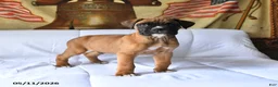 Boxer dogs for sale: Bruiser - Ad 1