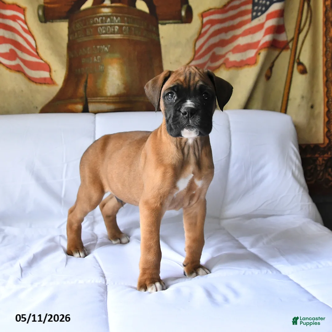 Boxer dogs for sale: Bruiser - Ad 1