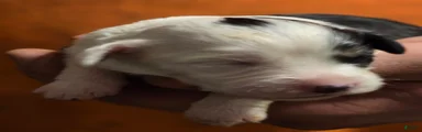Piper