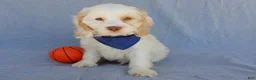 Cockapoo dogs for sale: Lucky - Ad 4