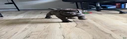 Cane Corso dogs for sale: Raijin - Ad 1