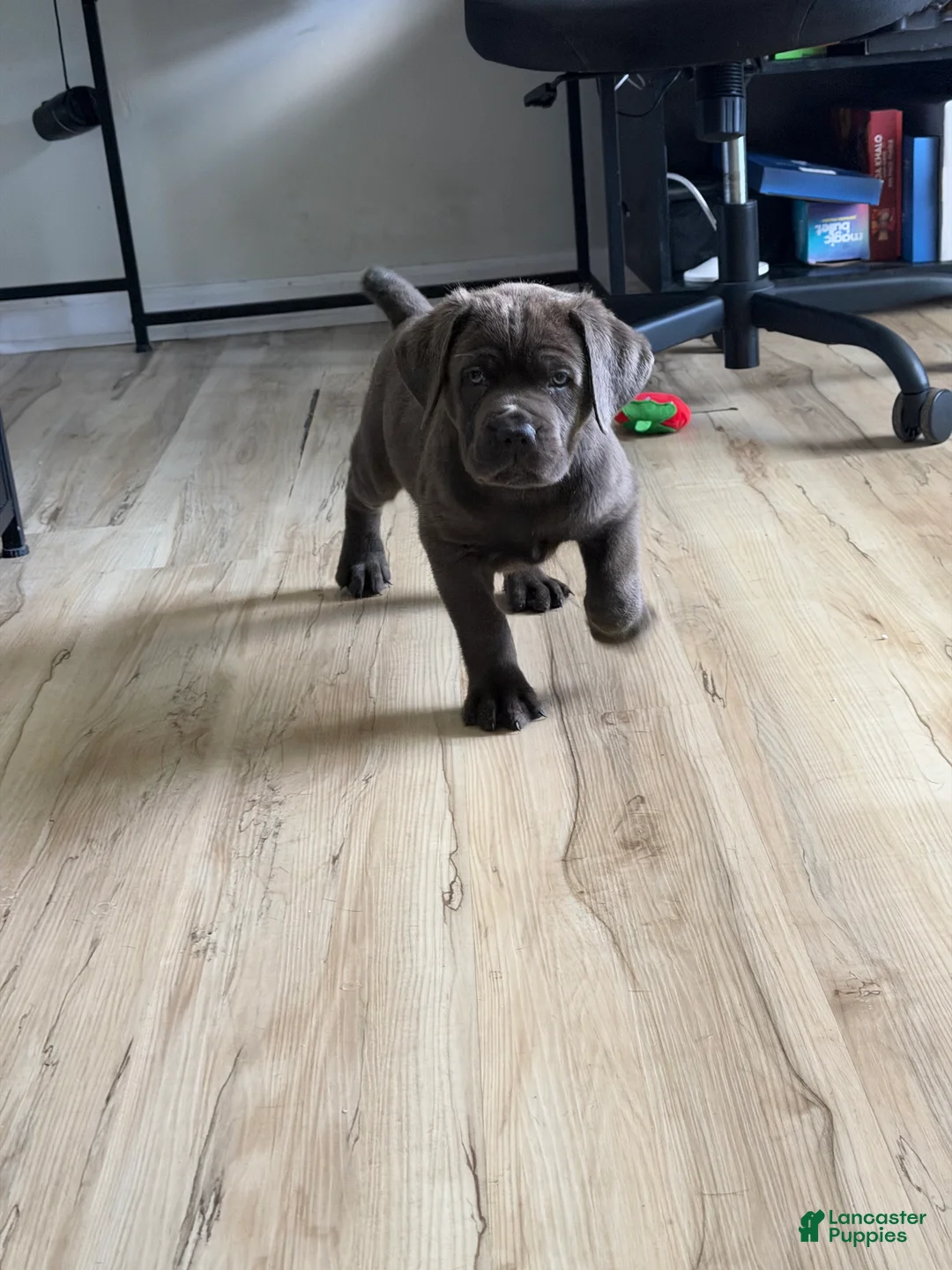 Cane Corso dogs for sale: Raijin - Ad 1